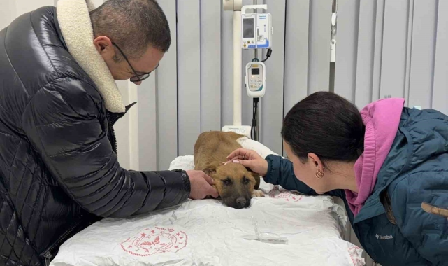 Sokak köpeğine hızlı müdahale gönülleri fethetti: "Büyük bir algımız vardı, bunu kırdılar"