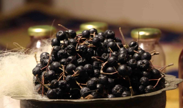 Süper meyve 'Aronya' halılara renk veriyor