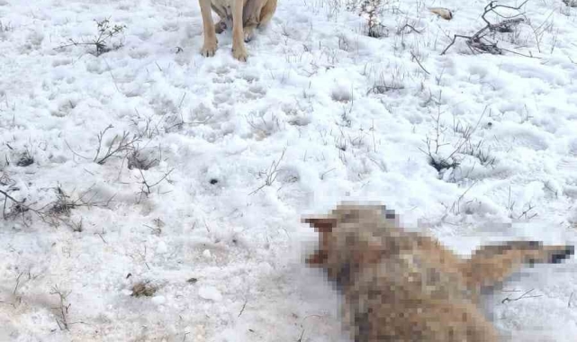 Sürüye saldıran kurdu çoban köpekleri telef etti