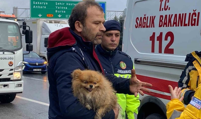 TEM'de cip istinat duvarına çarptı: Köpeğini bir an olsun bırakmadı