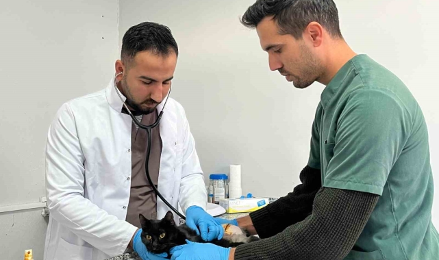 Tüfekle vurulan kedi tedavi altına alındı