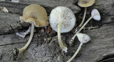 Türkiye'de yetişen 'Entoloma' türü 4 yeni mantar keşfedildi