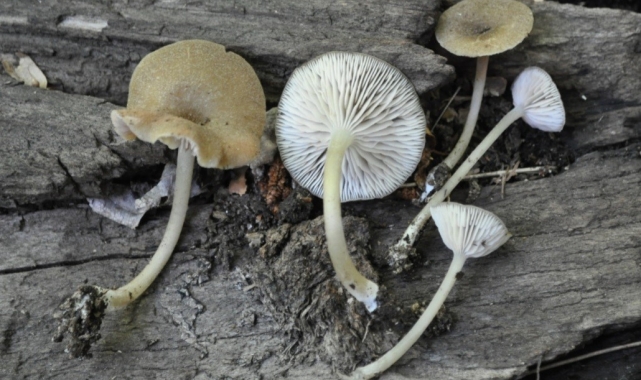 Türkiye'de yetişen 'Entoloma' türü 4 yeni mantar keşfedildi