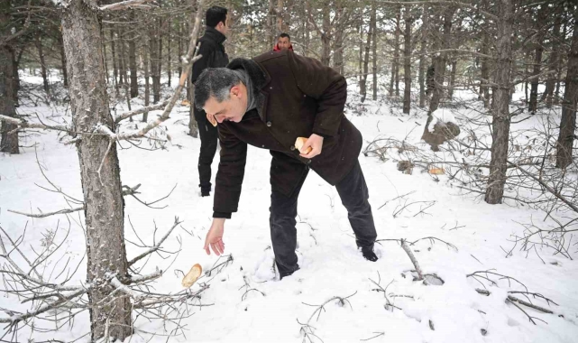 Vali Mustafa Çiftçi, yaban hayvanlarına yem bıraktı
