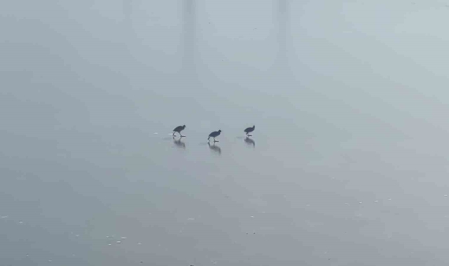 Van'da dereler dondu, ağaçlar kırağı tuttu