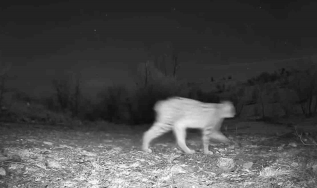 Yaban domuzunun izini süren vaşak kamerada