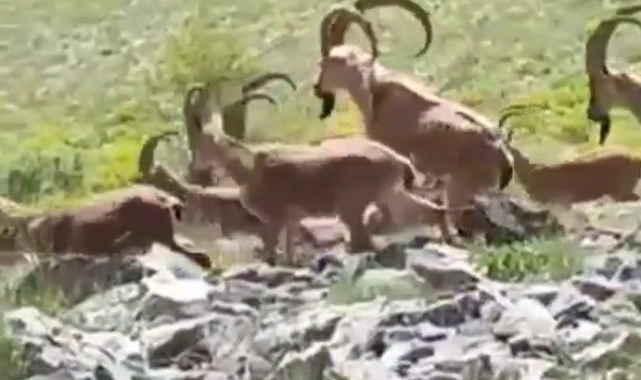 Yaban keçileri kendilerini görüntüleyen vatandaşın kamerasına poz verdi