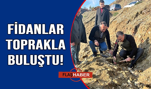 Yanan ormanlar yeniden can buluyor