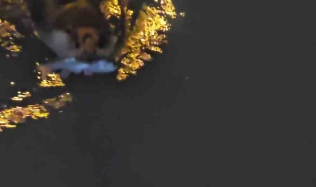 Zonguldak'ta su samuru görüntülendi