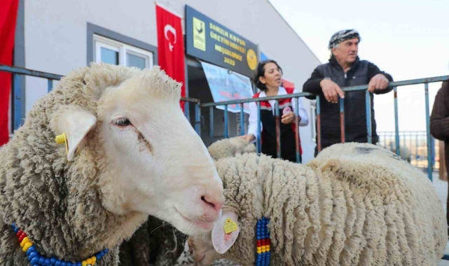 Aliağa Belediyesinden üreticilere koç desteği