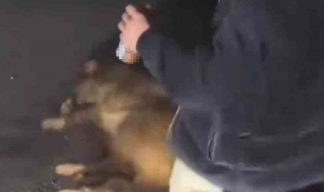Alkollü haldeyken domuza eziyet edip o anları sosyal medyada paylaşan 3 şahıs yakalandı