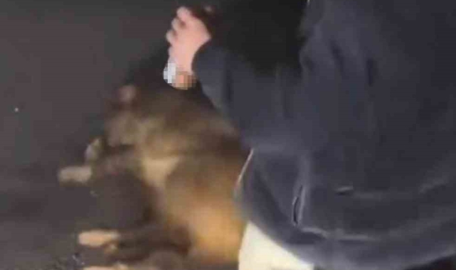 Alkollü şahıslar, cadde ortasında domuza eziyet edip o anları sosyal medyada paylaştı