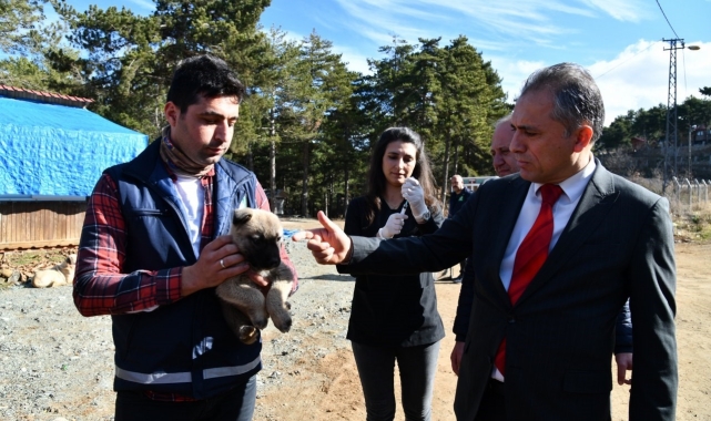 Amanos Dağları'na yaban ve sokak hayvanları için yem bırakıldı