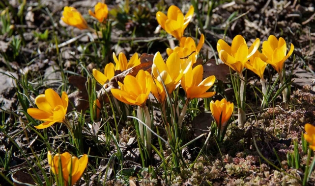 Ankara'da baharın müjdecisi 'çiğdemler' çiçek açtı
