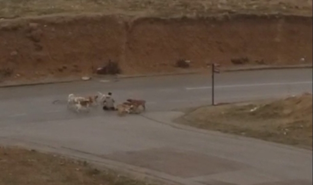 Ankara'da başıboş köpekler yere yatırdıkları vatandaşı defalarca ısırdı