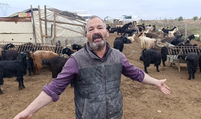 Antalya'da sokak köpekleri 25 keçiyi telef etti