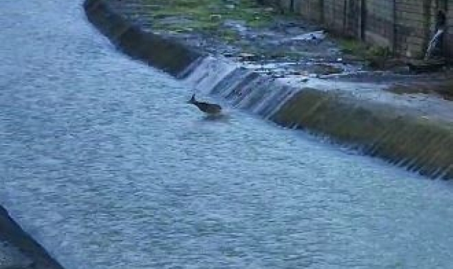 Artvin'de derede mahsur kalan karaca kurtarıldı