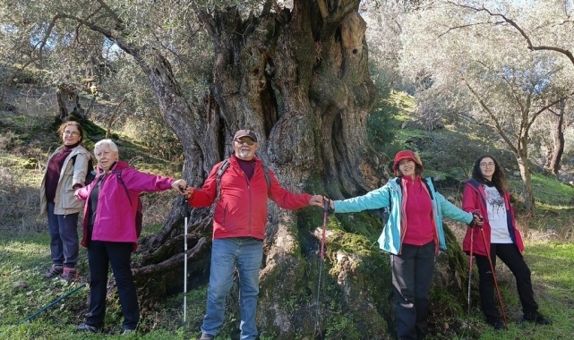 Aydınlı doğaseverler asırlık zeytin ağaçlarının koruma altına alınması istiyor