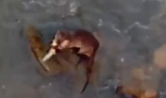 Azgın suların keskin avcısı balık yakalarken görüntülendi
