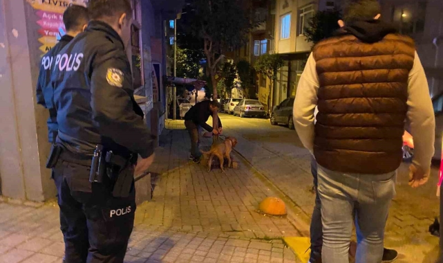 Bandırma'da elinden kurtulan pitbull sokak köpeğine saldırdı