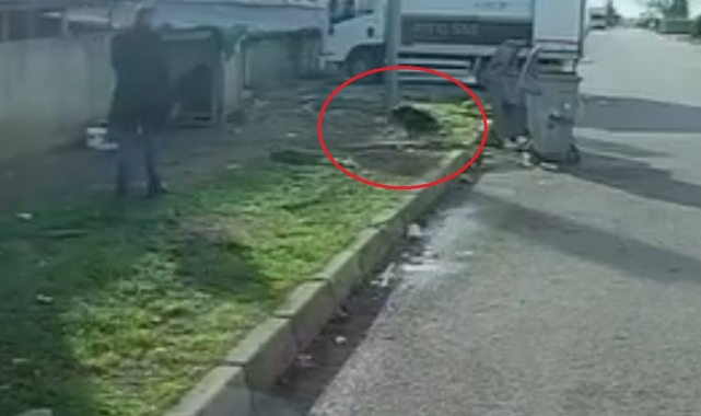 Başıboş köpeğin saldırısına uğradı: O kaçtı, köpek kovaladı