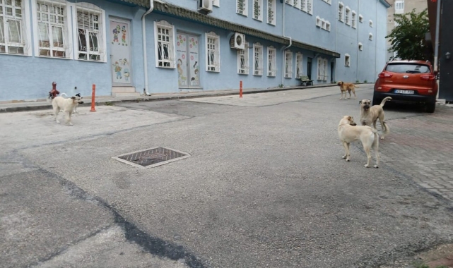 Bilecik'te başıboş köpekler yüzünden vatandaşlar sokağa çıkamıyor