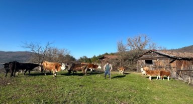 Bolu'da kaybolan büyükbaş hayvanlar dronla bulundu