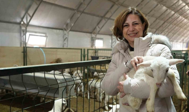 Büyükşehir üreticilere küçükbaş hayvan desteği sağlıyor