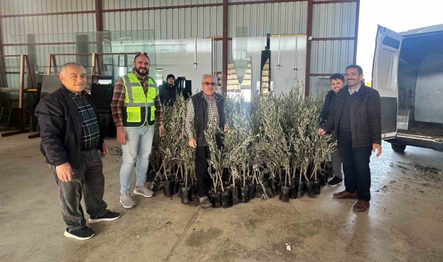 Büyükşehir'den Alanyalı üreticilere fidan desteği