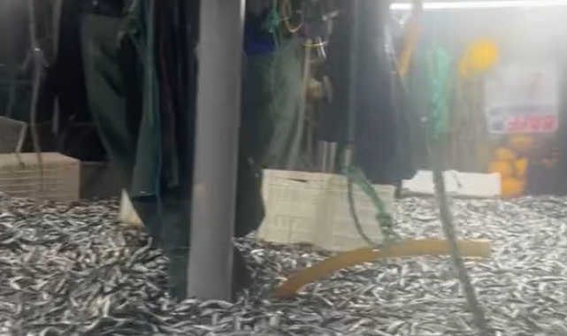 Çanakkale Boğazı'nda 17 ton sardalye yakalandı