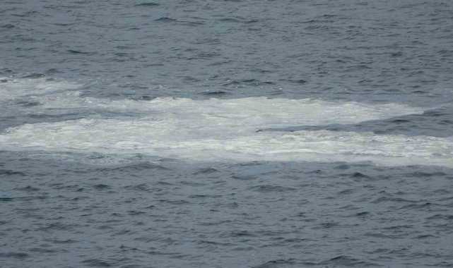 Çanakkale Boğazı'nda müsilaj devam ediyor