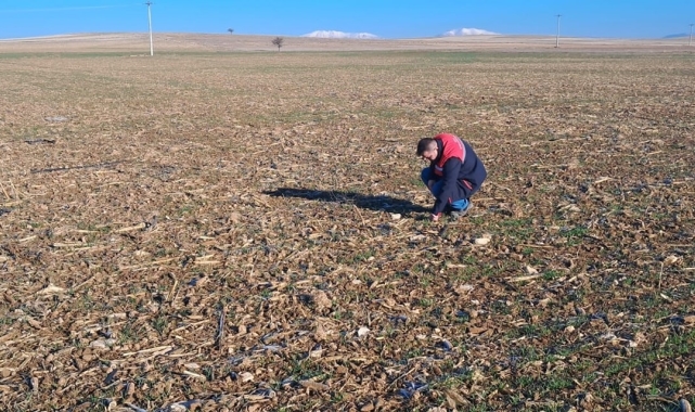 Dazkırı'da tarım arazisi etüt çalışması yapıldı