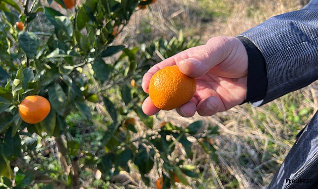 Denemek için ekti, şimdi meyvelerini yiyor