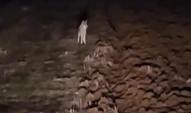 Diyarbakır'da tarlada gezen çiftçi kurtlarla göz göze geldi