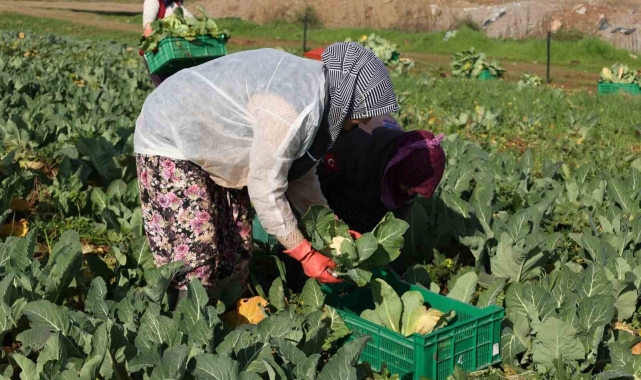 Efeler Belediyesi'nin karnabaharları hasat edildi