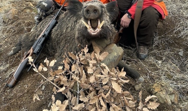 Elazığ'da avcılar 250 kiloluk domuz avladı