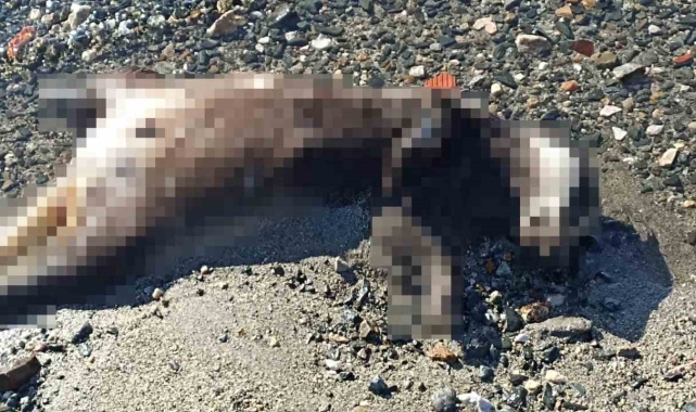 Erdek'te sahile vuran ölü porsuk şaşırttı