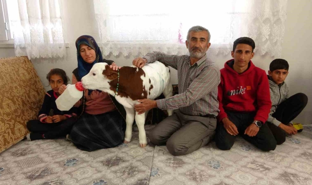 Erken doğan buzağıya çocukları gibi bakıyorlar