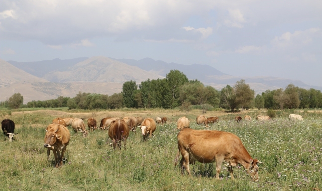 Erzincan&#039;da 8 yılda 19 köyde 57 bin dekar mera ıslah edildi