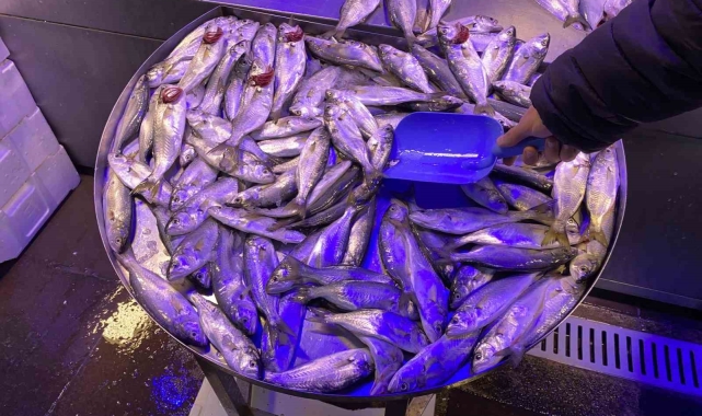 Fiyatı düşen çinekopa ilgi yoğun
