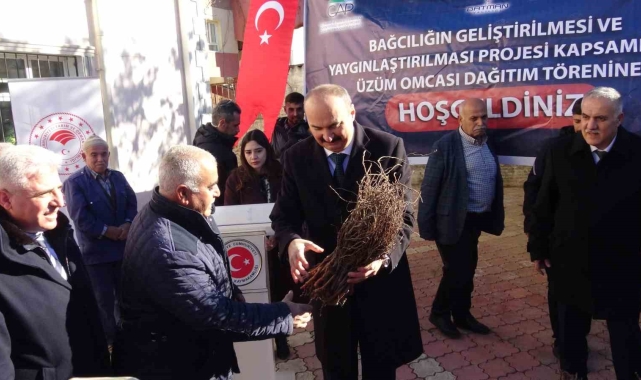 Gercüş'te çiftçilere Amerikan asma fidesi dağıtıldı