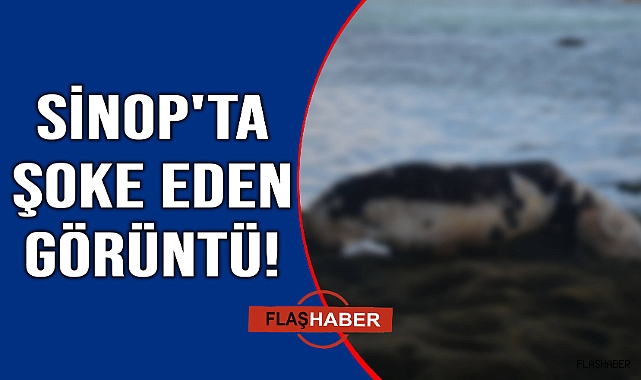 Görenler şaşkınlığını gizleyemedi