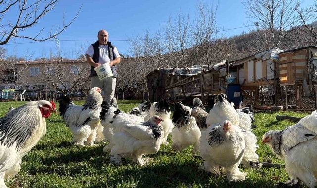 Hobisini tutkuya çevirerek evinin bahçesini tavuk çiftliğine dönüştürdü