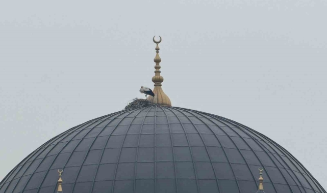 Iğdır'ın simgesi leylekler bu yıl da şehri terk etmedi