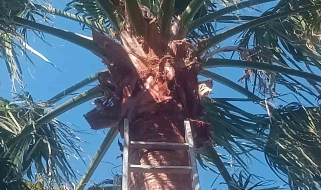 İskenderun'da ağaçta mahsur kalan kedi kurtarılarak sahibine teslim edildi