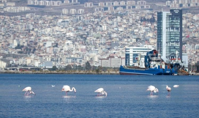 İzmir Körfezi'nde temizlik sonrası doğa canlandı, flamingolar ve pelikanlar geri döndü