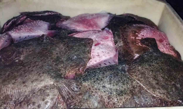 Kaçak kalkan balığı avcılığına operasyon: 3 bin 620 kilo kalkan balığı ele geçirildi