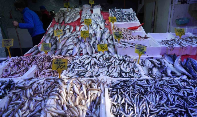 Karadeniz'de mezgit ve istavrit bolluğu