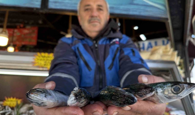 Karadeniz'de palamut sezonu yeniden açıldı
