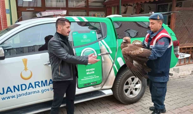 Karaman&#039;da yaralı bulunan Kızıl Şahin koruma altına alındı